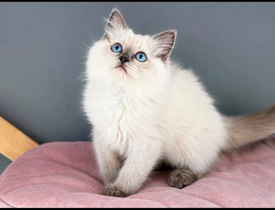 Holii  kotka rasy Ragdoll.  FPL.  RODOWÓD