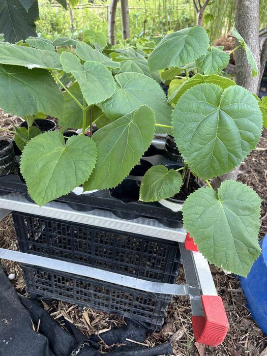 Paulownia elongata