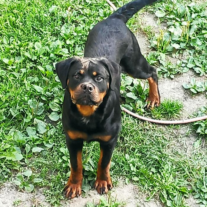 Rottweiler samczyk 10 miesięcy FCI