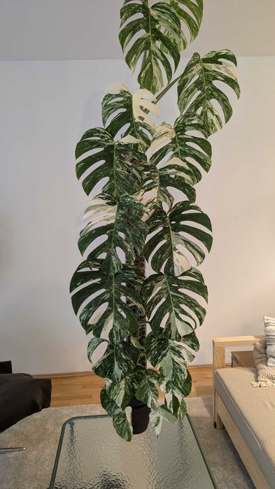 Monstera Variegata 160cm na paliku z mchu