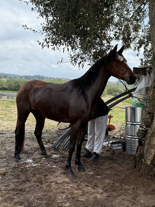 Egua 5 anos prenha