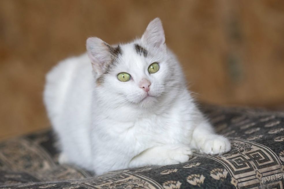 Кошка Манка 1 год, белоснежная красавица, пушистая кошечка, милашка