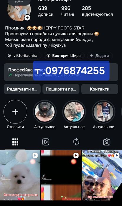 Мальтіпу ведмедик.