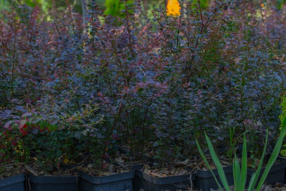 Berberys Thunberga odm. Czerwonolistna 20-30 cm, donica 3l