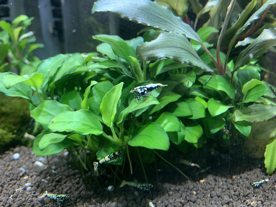 Bucephalandra roslina akwariowa do krewetkarium