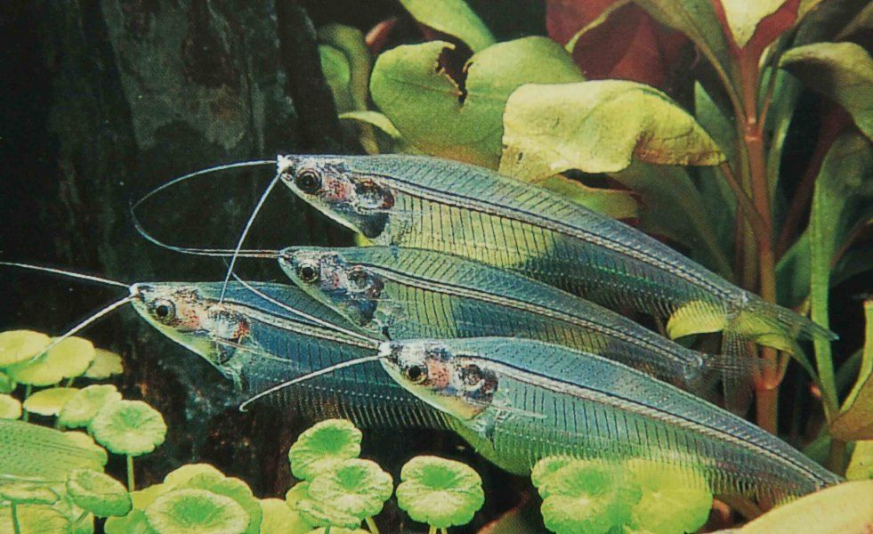 GB Sum, sumik Szklisty