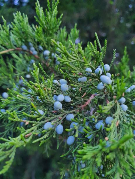 Можжевельник виргинского