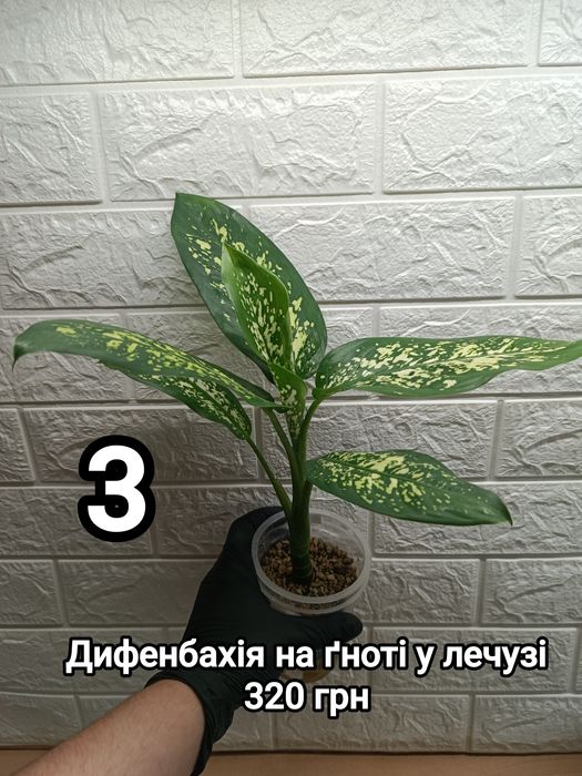 Диффенбахии на фитиле