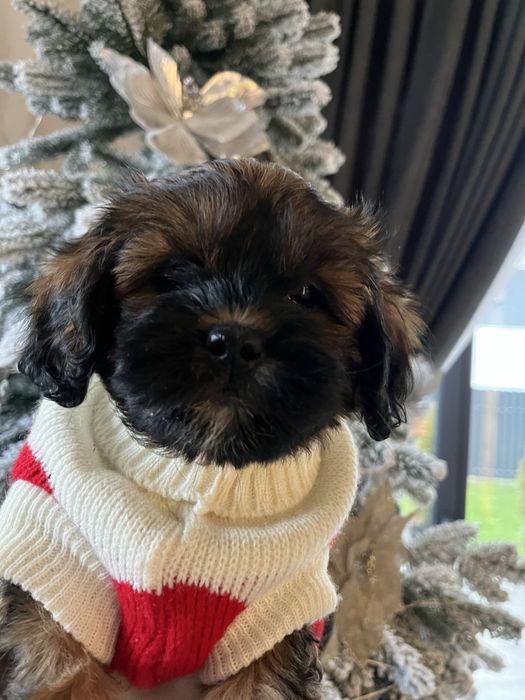 Цуценята Ши-пу дівчинка, хлопчик