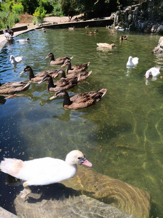 PATOS diversos nascidos e criados em liberdade