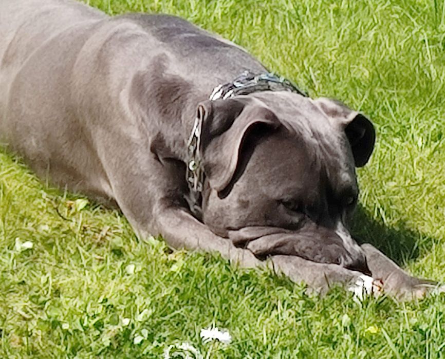 Oddam za darmo – 8-letni amstaff Rolo