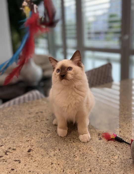 Kociaki Ragdoll rodowód FPL
