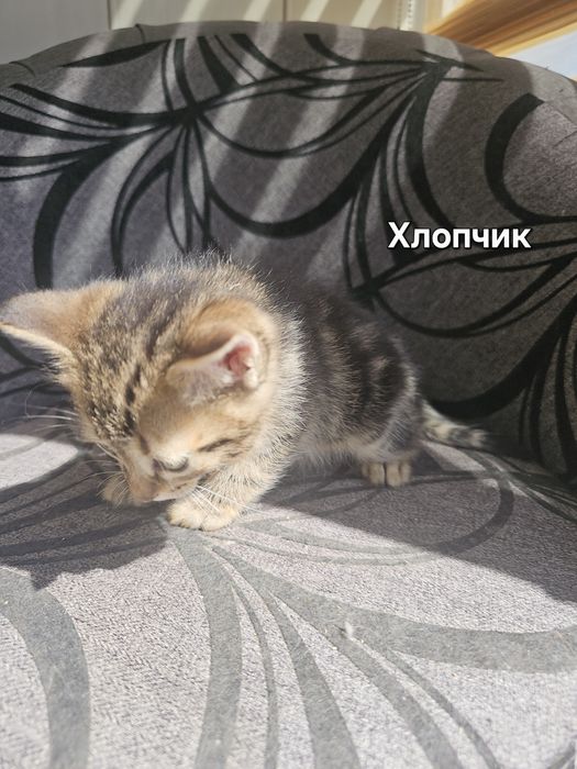 Кошенята в добрі руки