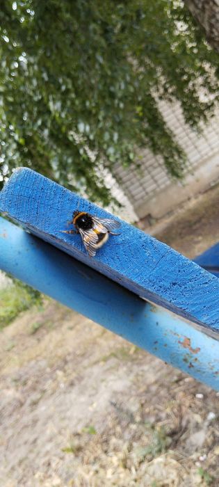 Продам джмеля(на нём НЕ ездили новый крч)