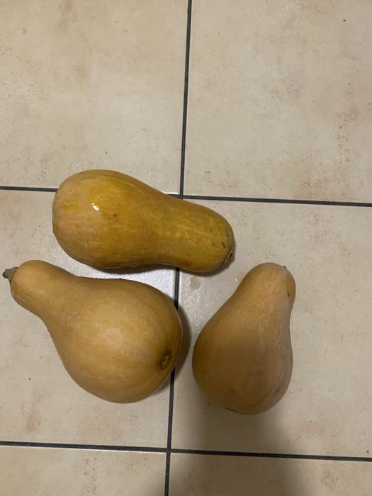 Продам насіння гарбуза Батернат