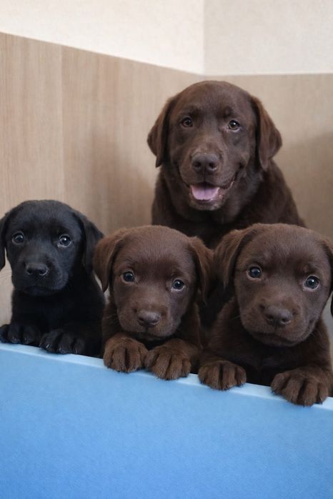 Цуценята лабрадора