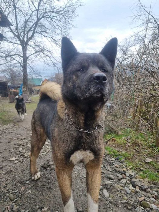 Щенки Американської Акіти