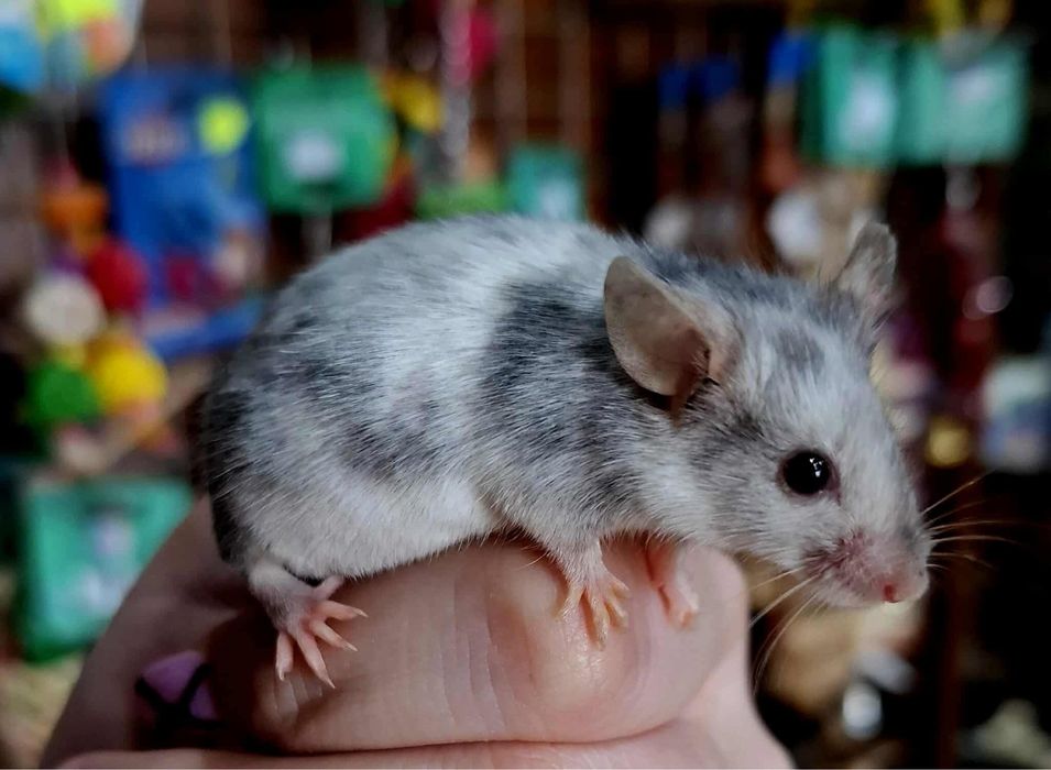 Myszki rasowe Sklep zoologiczny Aqualife
