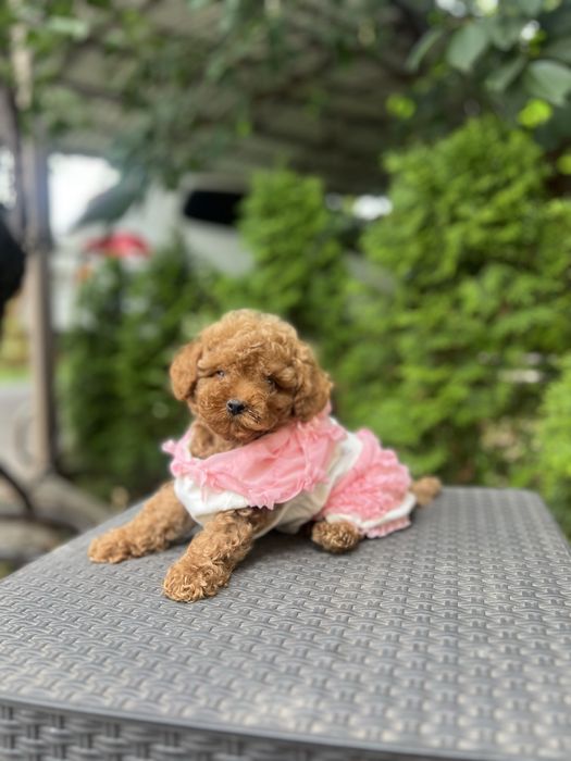 Vip мальтипу малышка