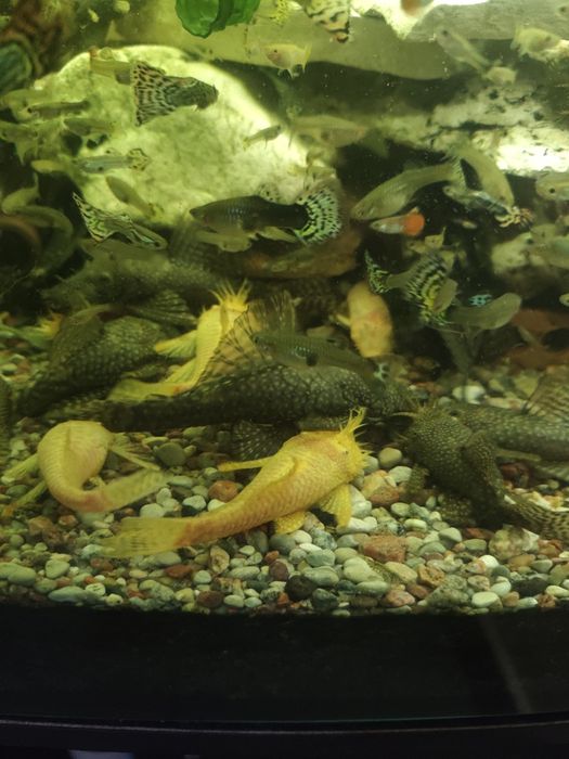 Glonojad. Ancistrus. Dorosłe ryby.