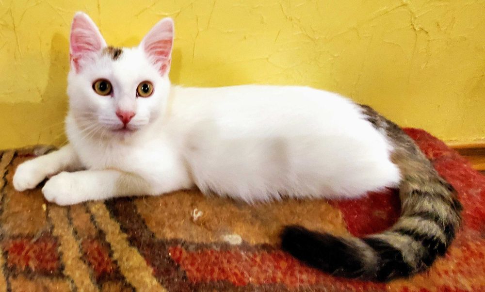 Красивый котик  Зайка,