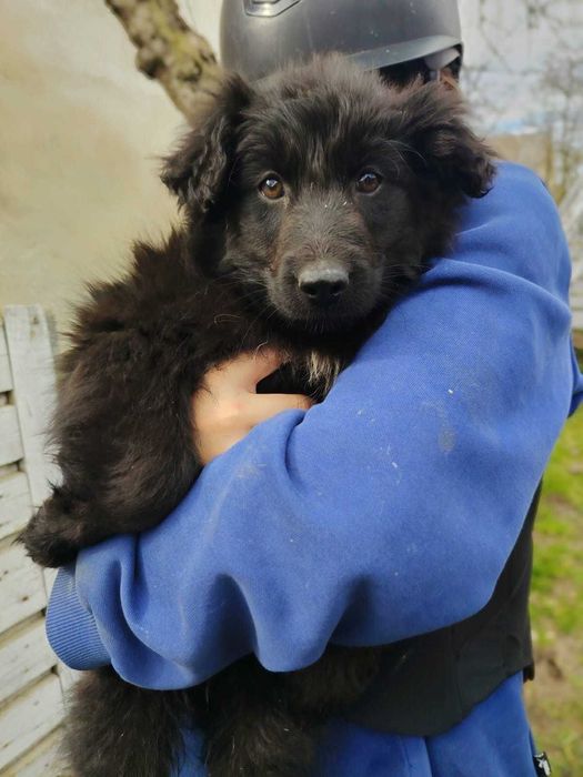 Szczeniaki do adopcji matka owczarek niemiecki