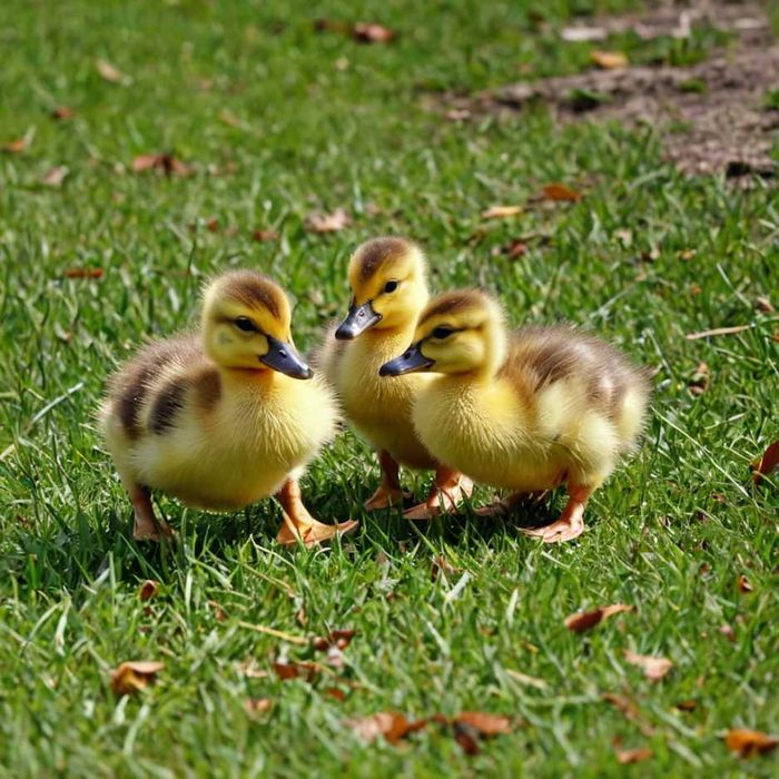 Kaczki pisklęta różne kho, dworka do odchowu dostawa Gratis