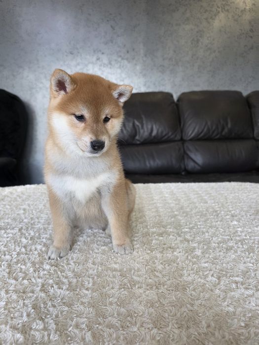 Shiba inu ZKWP FCI wyjątkowe szczenie