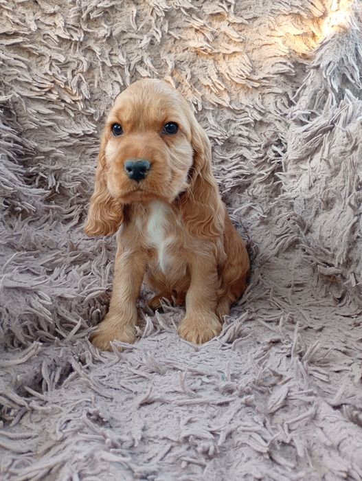 Cocker spaniel angielski piesek