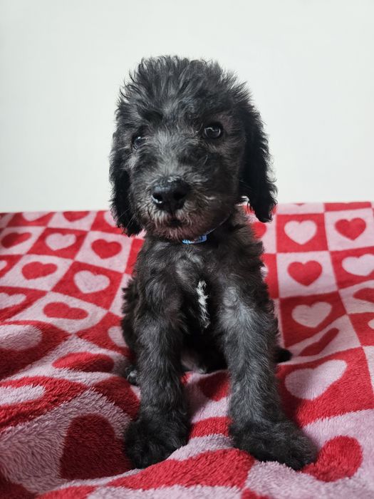 Bedlington terrier ZkwP Cotton Monkey FCI piesek