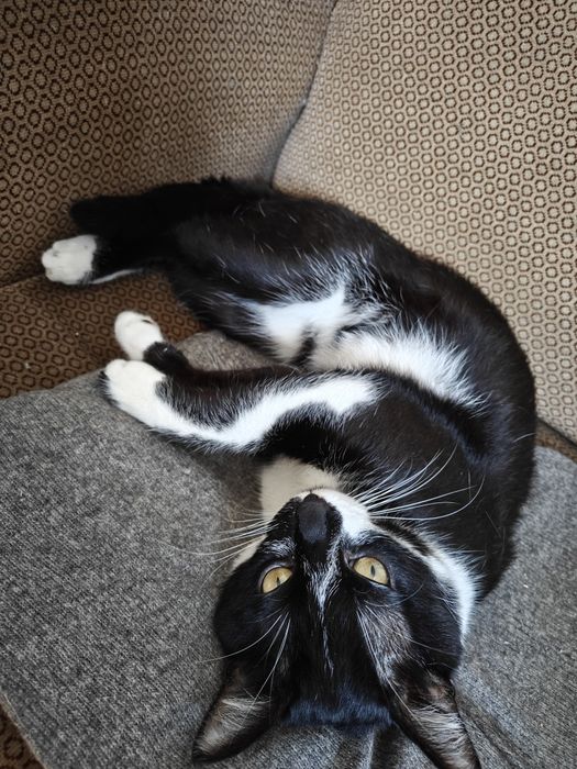 Gatos para adoção (saudáveis)