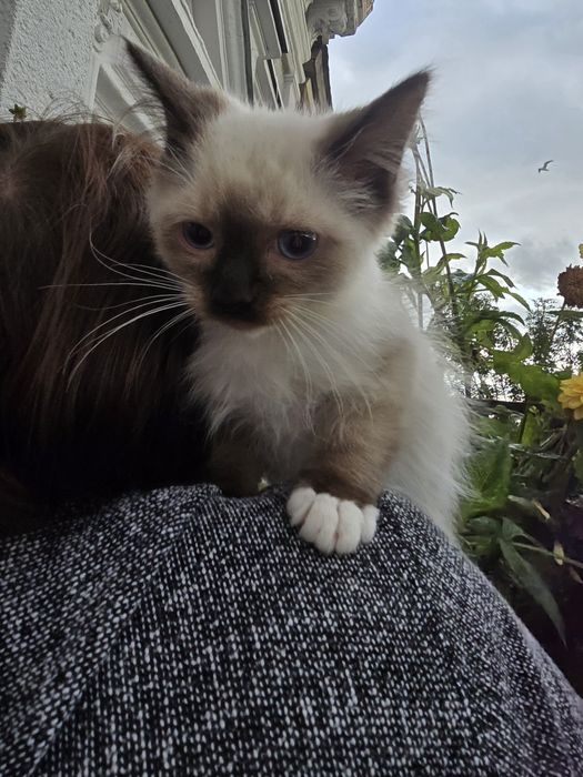 Ragdoll. do nowego domku w lutym