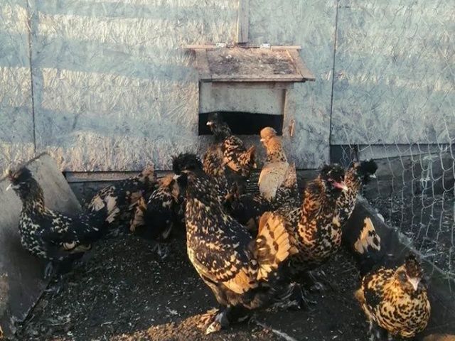 Інкубаційне яйце та курчата. Павлівська золото, срібло. Птиця.