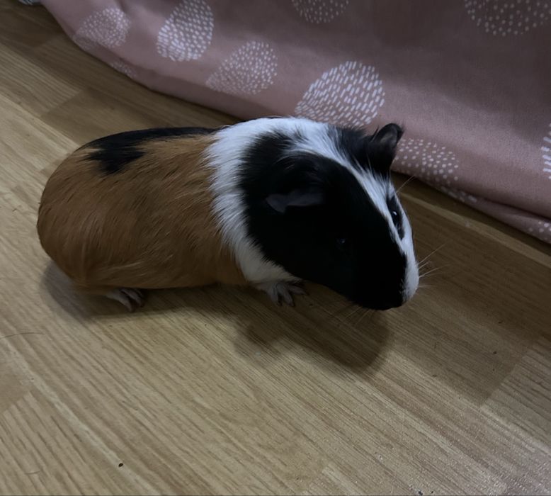 Морьские свинки 2