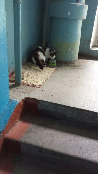 Отдам бездомную кошку