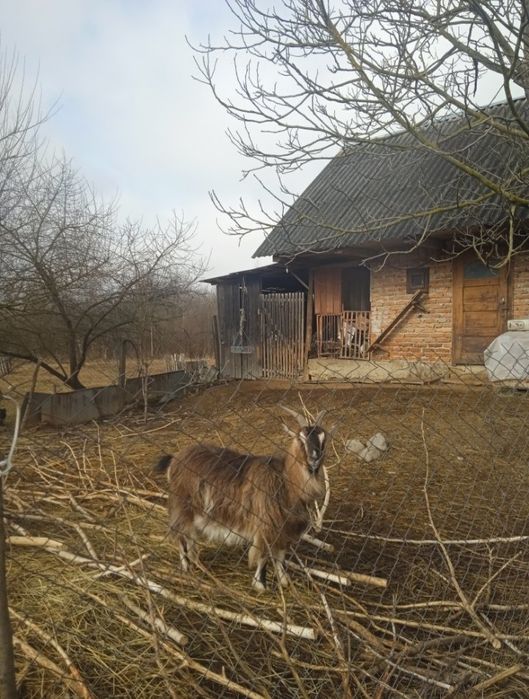 Продається коза Зіта