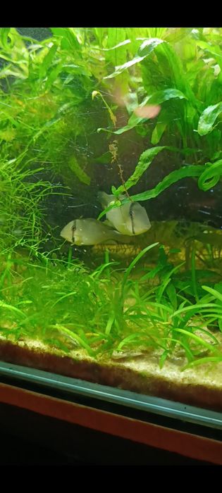 Casal reprodutor Guianacara Dacrya