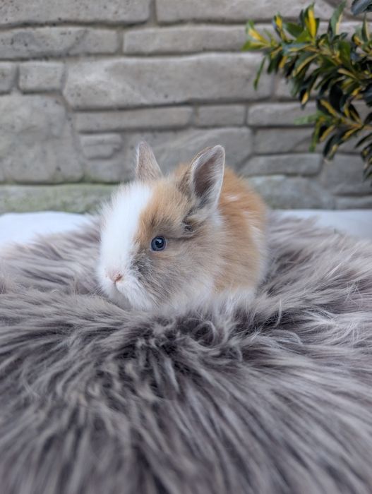 Karzełek Teddy, metryka