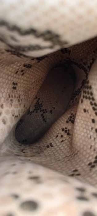 Чобітки гумові жіночі HUNTER