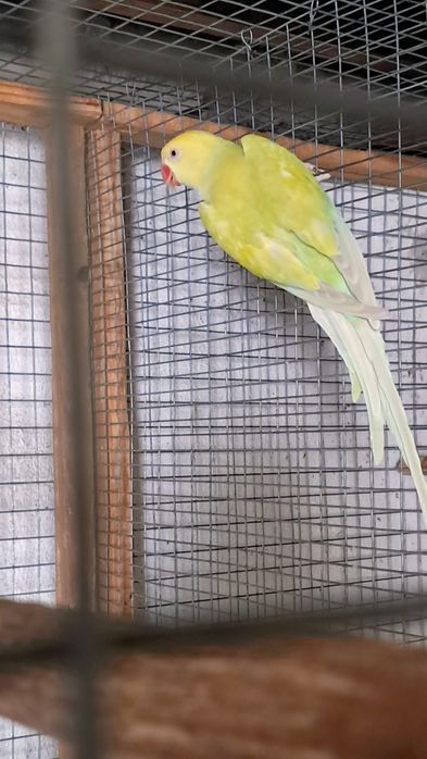 Casal de ring necks e periquitos australianos