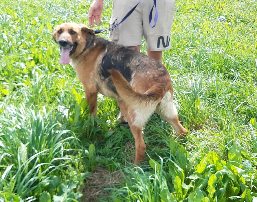 Kora - cudowna sunia w typie owczarka niemieckiego