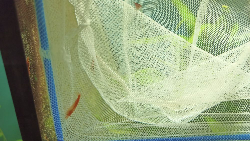 Lindos camarões Neocaridinas promoção