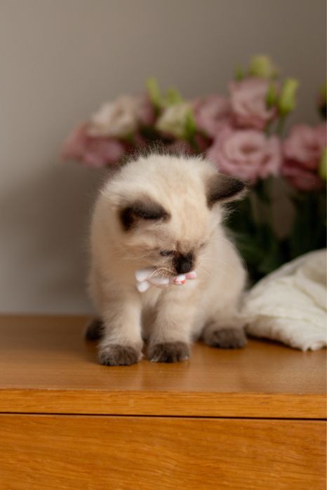 Koteczki Ragdoll -GABI i GAYA ( Koteczka Gaya zarezerwowana )