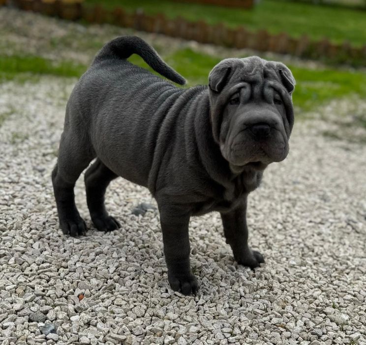 Shar Pei macho azul