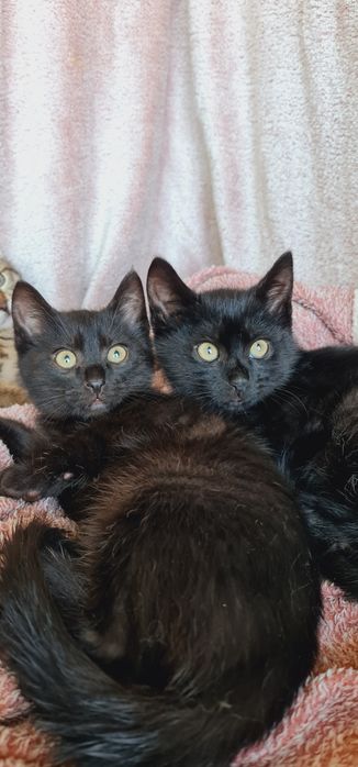 Кошенята в добрі руки