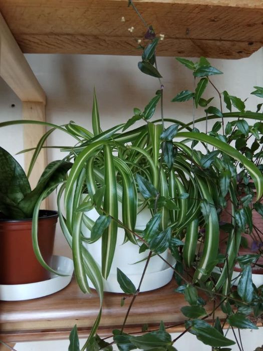 продам хлорофитум бонни океан