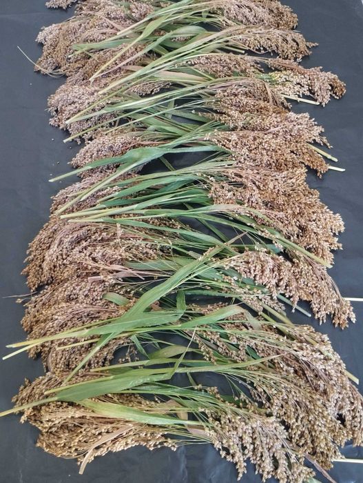 Milho Paínço, Millet, biológico, Panicum miliaceum