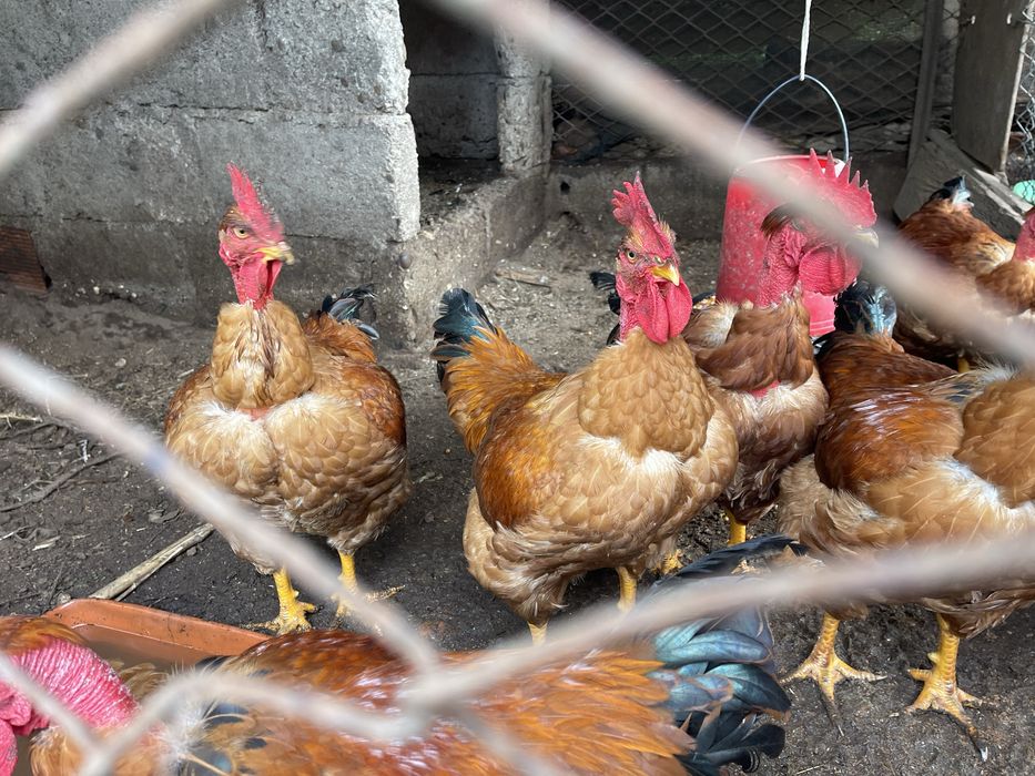 Galos caseiros grandes