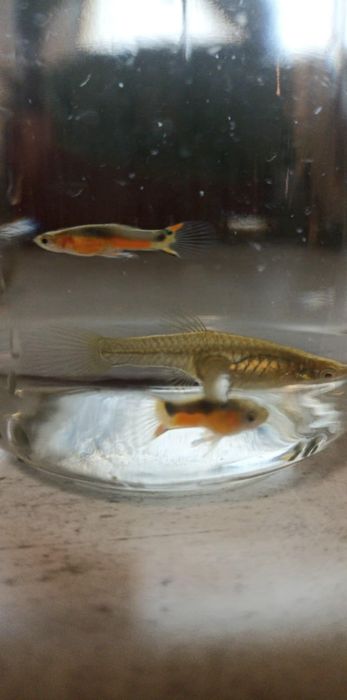 Gupiki – 2 samce + 1 samica – już się rozmnażają