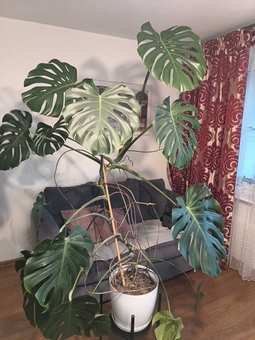 Monstera około 160-170cm
